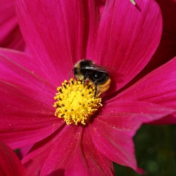 Fleurs